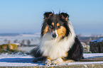 Collie in Winter