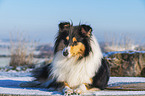 Collie in Winter