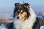 Collie in Winter
