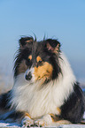 Collie in Winter