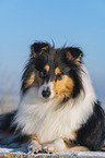 Collie in Winter
