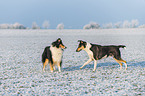 2 Collies