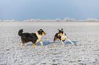 2 Collies