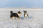 2 Collies