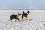 2 Collies