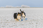 2 Collies