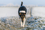 shorthaired Collie