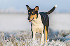 shorthaired Collie