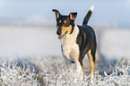 shorthaired Collie