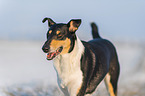 shorthaired Collie