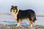 longhaired Collie