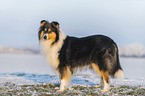 longhaired Collie