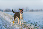 shorthaired Collie