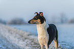 shorthaired Collie