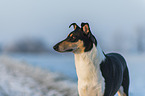 shorthaired Collie