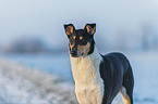 shorthaired Collie