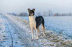 shorthaired Collie