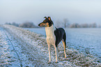 shorthaired Collie