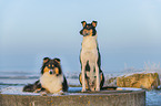 2 Collies