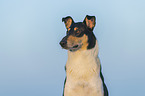 shorthaired Collie