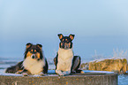 2 Collies