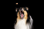 Collie Portrait