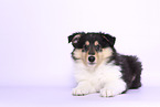 Collie Puppy