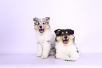 Collie Puppies
