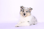 Collie Puppy