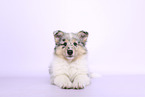 Collie Puppy