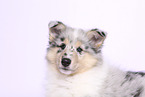 Collie Puppy
