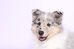 Collie Puppy