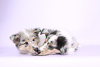 Collie Puppies