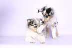 Collie Puppies