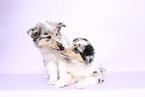 Collie Puppies