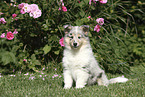 Collie Puppy