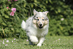 Collie Puppy