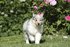 Collie Puppy