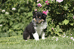 Collie Puppy