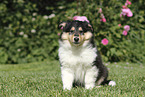 Collie Puppy