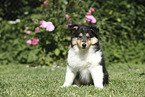 Collie Puppy