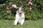 Collie Puppy