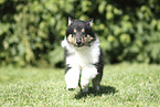 Collie Puppy