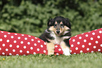 Collie Puppy