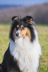 female Collie
