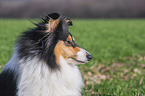 female Collie