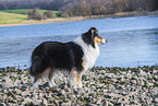 female Collie