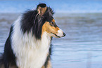 female Collie