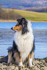 female Collie