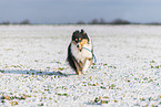 female Collie